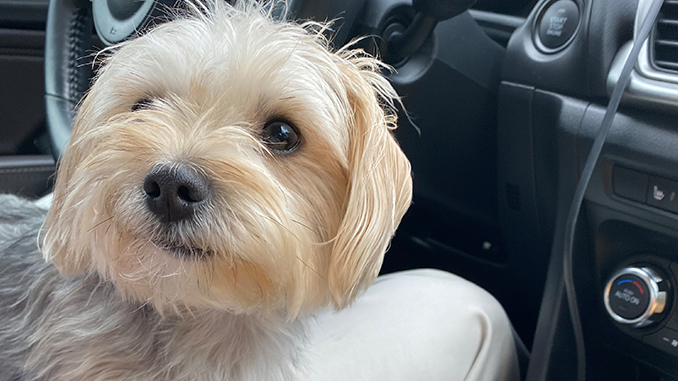 Look Under the Hood Before Booking a Pet-friendly Hotel