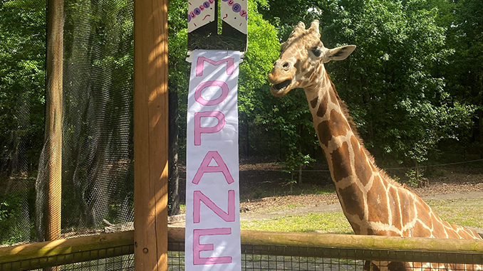 Baby Giraffe Named at Birmingham Zoo