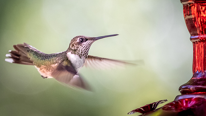 Ruby-throated Hummingbird