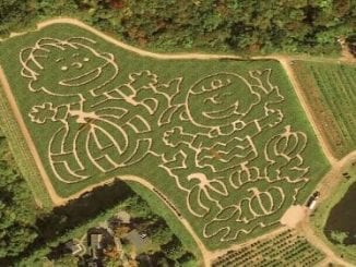 Local Corn Maze Celebrates 50 Years of ???It's the Great Pumpkin