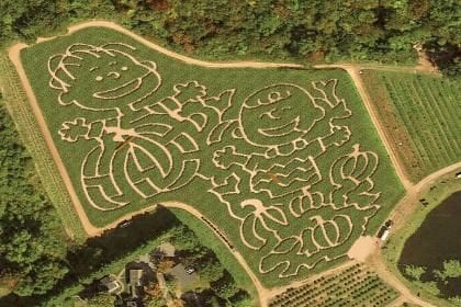 Local Corn Maze Celebrates 50 Years of ???It's the Great Pumpkin