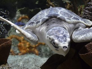 Kale the Sea Turtle at Cook Museum of Natural Science