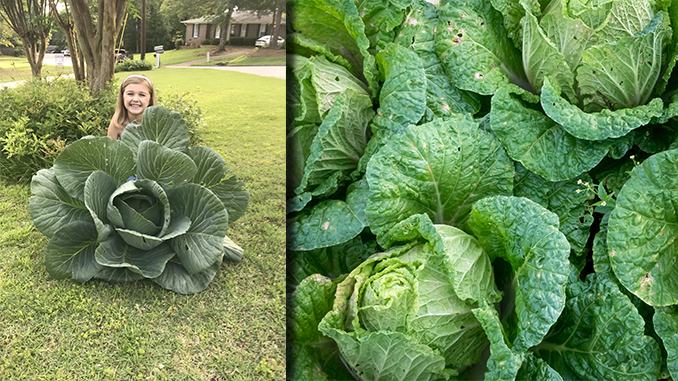 Bonnie Plants Relaunches 3rd Grade Cabbage Program