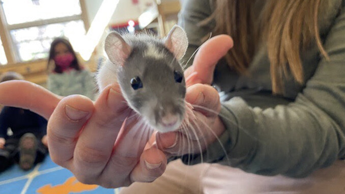 Funding for Classroom Pets Available to Teachers 