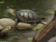 New Species of Giant Fossil Turtle Discovered in Alabama