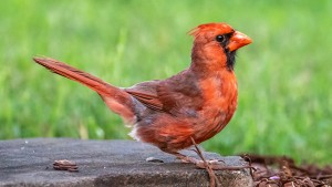  It’s the Year of Alabama Birding