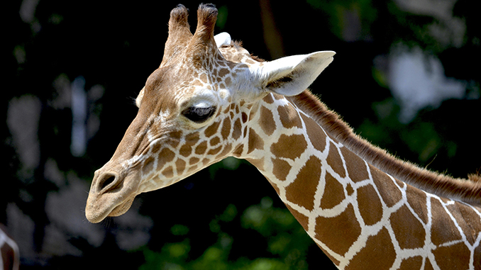 Sozo Children to Host Inaugural Sozo Safari at the Birmingham Zoo