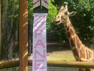 Baby Giraffe Named at Birmingham Zoo