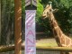 Baby Giraffe Named at Birmingham Zoo