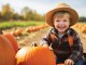 Tips for Visiting the Pumpkin Patch This Season