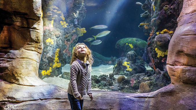 Tennessee Aquarium