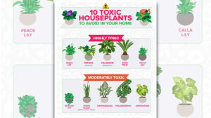 10 houseplants parents should AVOID buying