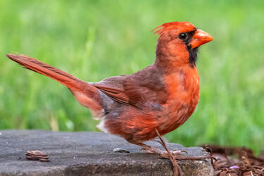  It’s the Year of Alabama Birding|Ruby-throated Hummingbird