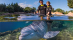 Discovery Cove|Discovery Cove - Ray Feeding|Discovery Cove - Grand Reef