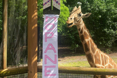 Baby Giraffe Named at Birmingham Zoo