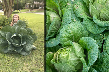 Bonnie Plants Relaunches 3rd Grade Cabbage Program