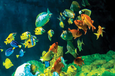 Cook Museum of Natural Science