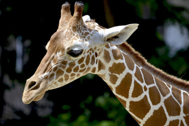 Sozo Children to Host Inaugural Sozo Safari at the Birmingham Zoo|elephant-featured