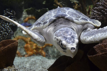 Kale the Sea Turtle at Cook Museum of Natural Science