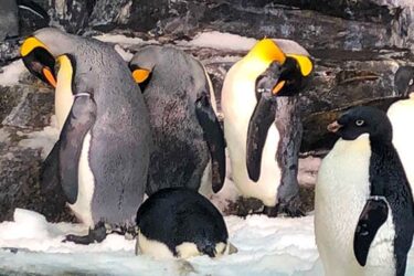 What’s New at SeaWorld Orlando?