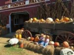 The Great Pumpkin Patch | Birminghamparent.com