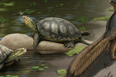 New Species of Giant Fossil Turtle Discovered in Alabama|