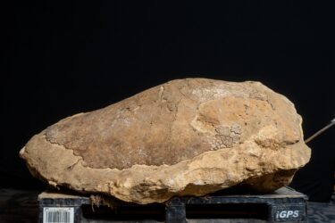 The fossilized shell of Ueloca colemanorum, a newly discovered leatherback sea turtle from Alabama. Photo by Telegraph Creative