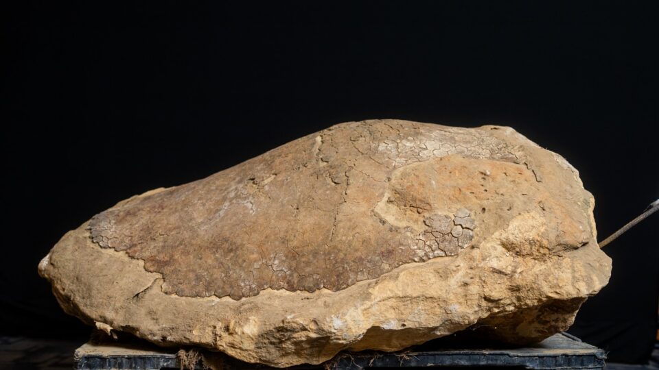 The fossilized shell of Ueloca colemanorum, a newly discovered leatherback sea turtle from Alabama. Photo by Telegraph Creative