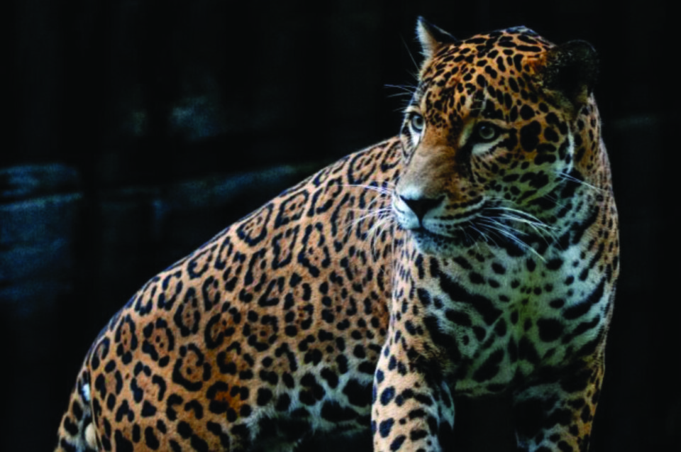 Meet Diego, Birmingham Zoo's new jaguar.