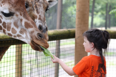 Birmingham Zoo Camp Encounters