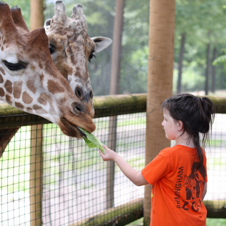 Birmingham Zoo Camp Encounters