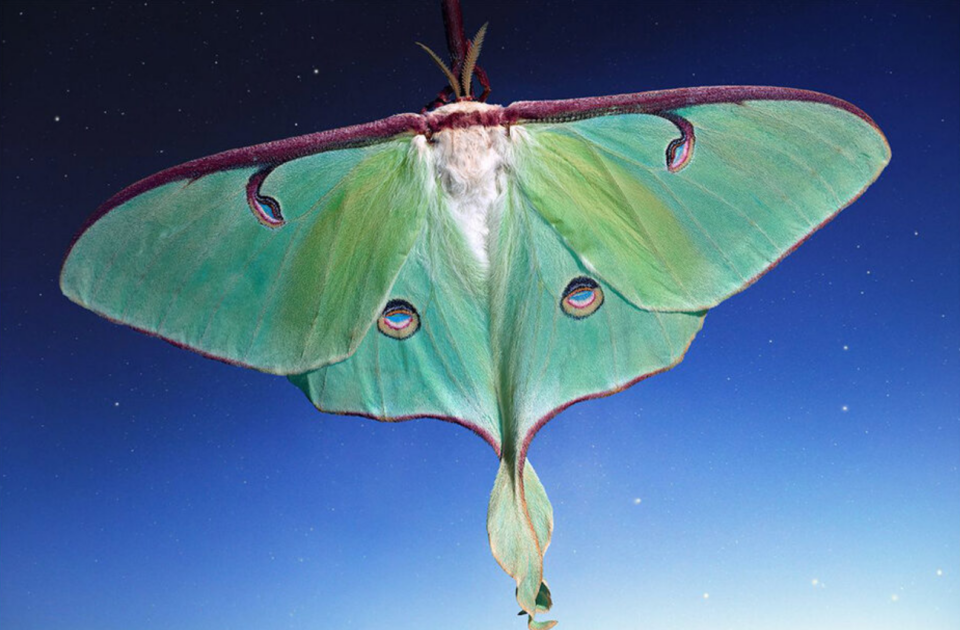 Image by Virginia L. Montgomery, Luna Moth with Stars, 2025. Courtesy of the artist.